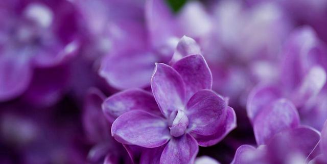 如何正确养护紫罗兰花？（学习紫罗兰花的养殖方法，让你的花儿长得更加茂盛。）