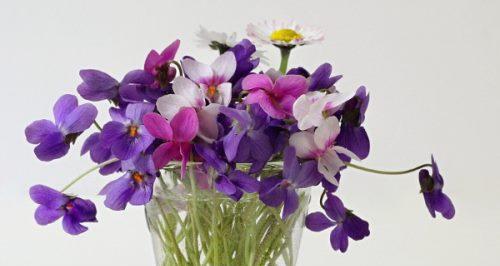 如何正确养护紫罗兰花？（学习紫罗兰花的养殖方法，让你的花儿长得更加茂盛。）