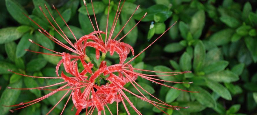 彼岸花（彼岸花的花语及象征意义）