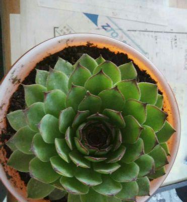 常见多肉植物一览（探秘美丽多肉花园，了解多肉植物的家族谱）