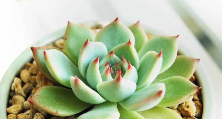 常见多肉植物一览（探秘美丽多肉花园，了解多肉植物的家族谱）