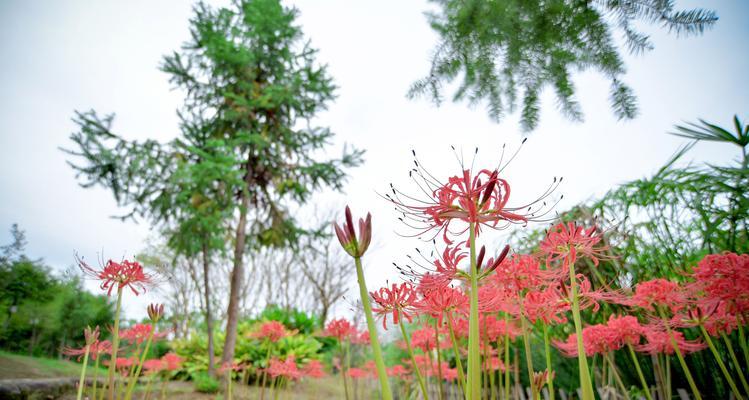 彼岸花的寓意与象征——花开花落，生死循环（以彼岸花之美，体悟生命的坚韧与希望）