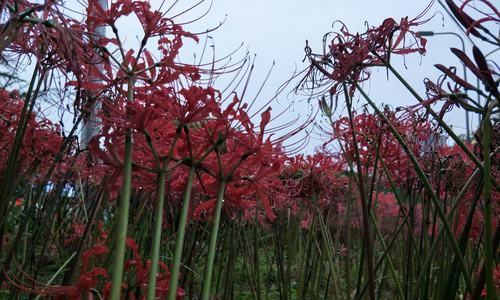 彼岸花（从脆弱到坚强，从死亡到重生，彼岸花见证奇迹）