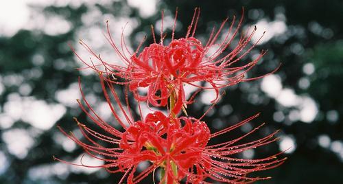 彼岸花（从脆弱到坚强，从死亡到重生，彼岸花见证奇迹）