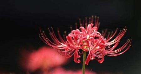 彼岸花的花语与寓意（彼岸花的深情寓意与独特象征）