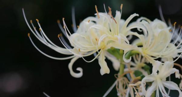 秋天开放的花朵（探寻秋季花海，迎接色彩缤纷的花朵世界）