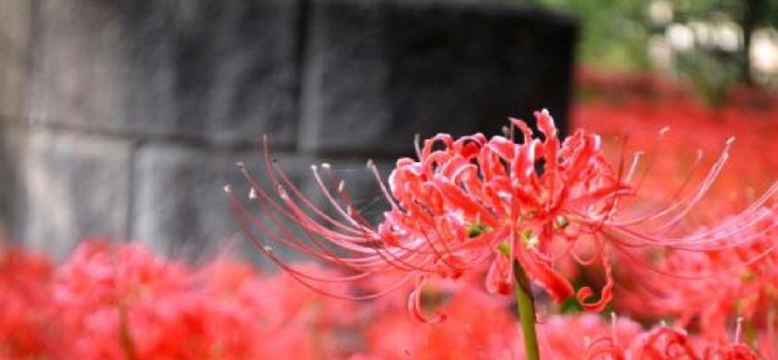 彼岸花的意义与象征（一朵花，千般寓意）