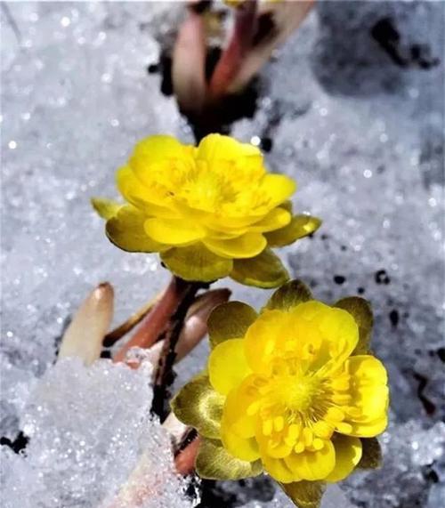 冰凌花（寒冷中的奇迹）