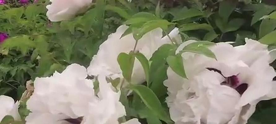 春季修剪牡丹花，做好美丽花园的第一步（春风吹过，牡丹花修剪该怎么做？——牡丹花春季修剪方法）