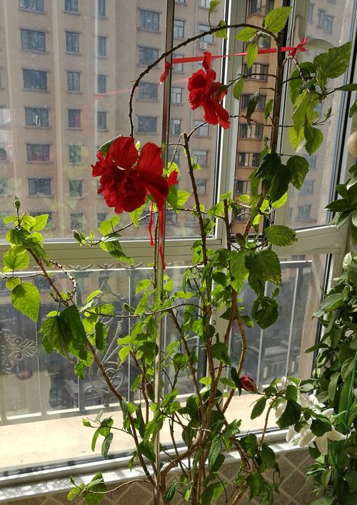 春季修剪牡丹花，做好美丽花园的第一步（春风吹过，牡丹花修剪该怎么做？——牡丹花春季修剪方法）