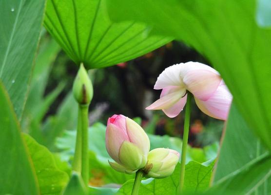 和合莲花（并蒂莲花的美丽与象征）