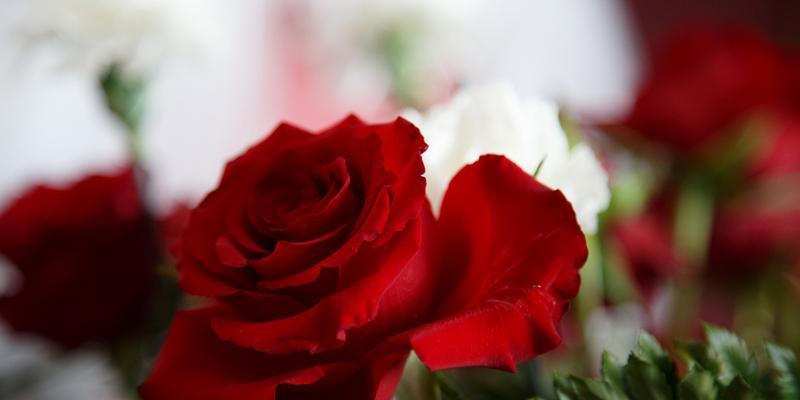 探寻玫瑰花颜色的情感意义（不同玫瑰花颜色所传递的情感和象征意义）