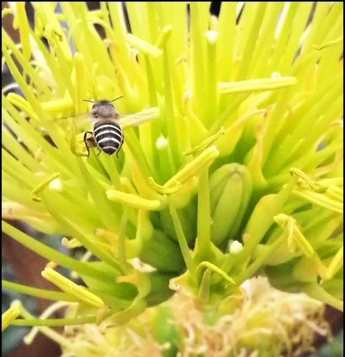 龙舌兰花的养殖方法（如何种植和照顾龙舌兰花）