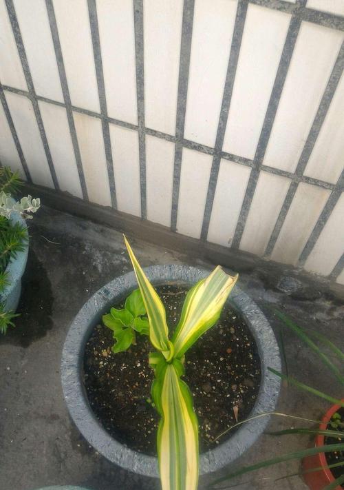 龙舌兰花的养殖方法（如何种植和照顾龙舌兰花）