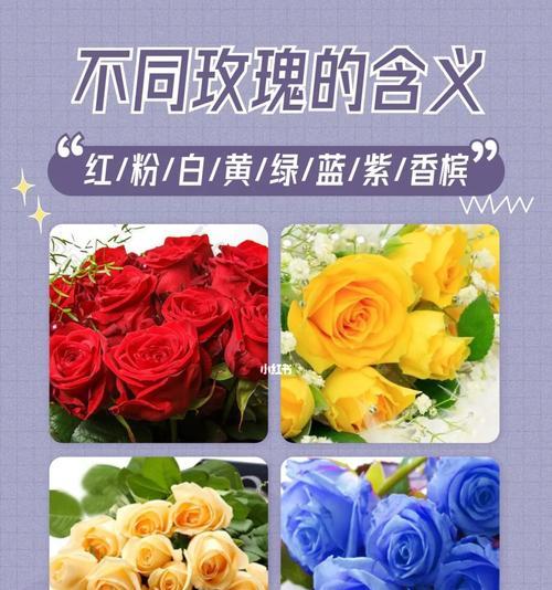 玫瑰花的颜色与含义（探索不同颜色玫瑰花所代表的情感和象征意义）