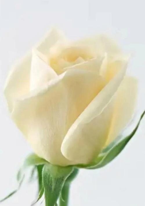 玫瑰花的花语（用玫瑰花的颜色传递心意，花开花谢皆有情）