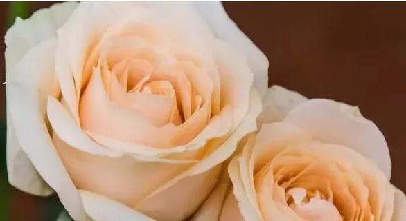 玫瑰花的不同颜色传递的花语（玫瑰花色彩的意义及背后的情感表达）