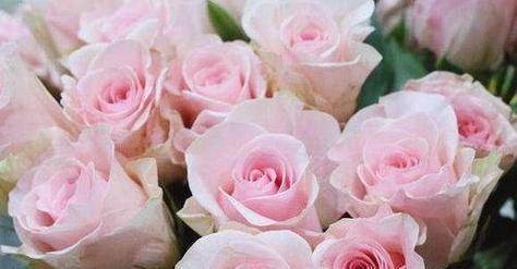 玫瑰花的不同颜色传递的花语（玫瑰花色彩的意义及背后的情感表达）