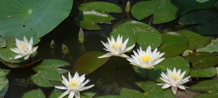 睡莲的花语和寓意（探寻不同颜色睡莲的内涵与象征）