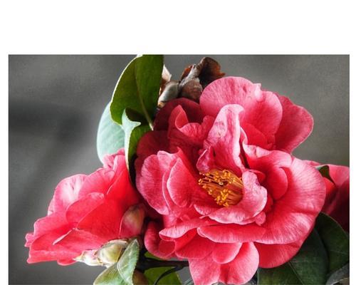 四季茶花的花语及代表意义（绽放四季的美丽，四季茶花的寓意与象征）
