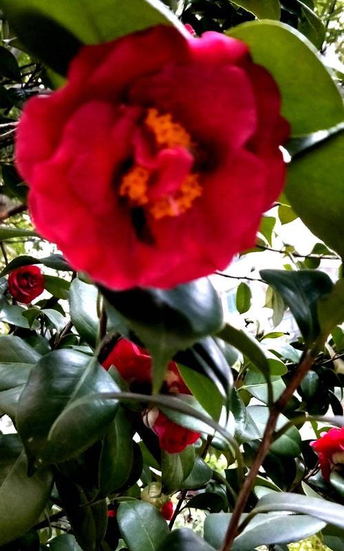 四季茶花的花语及代表意义（绽放四季的美丽，四季茶花的寓意与象征）