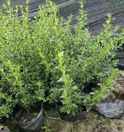 如何正确浇水养护六月雪（六月雪养殖技巧与注意事项，培育花期更美）