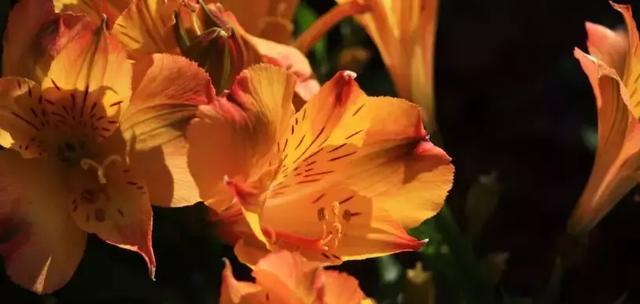 橙色康乃馨花语的美丽与象征意义（橙色康乃馨的情感表达与生活启示）
