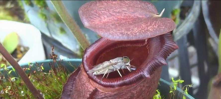 探秘食虫植物世界（了解食虫植物的种类、捕食方式、生长环境等知识）