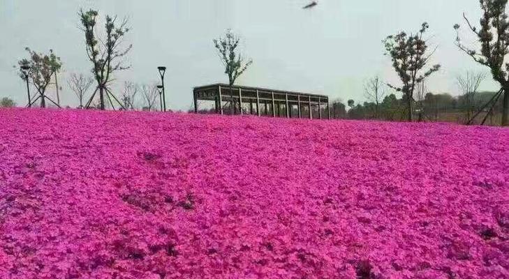 从零开始，学习丛生福禄考的养殖方法（打造家庭丛生福禄考养殖基地，分享成功经验）