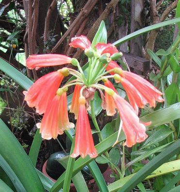 花中的神仙——神仙花（探秘神仙花的生长环境、特点与医疗价值）