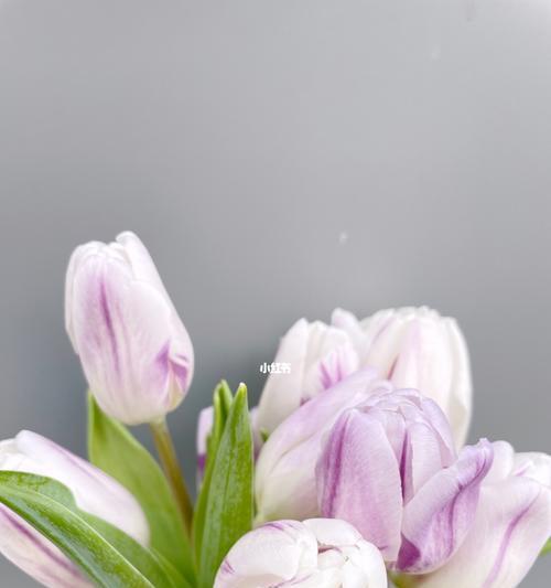 花中的神仙——神仙花（探秘神仙花的生长环境、特点与医疗价值）