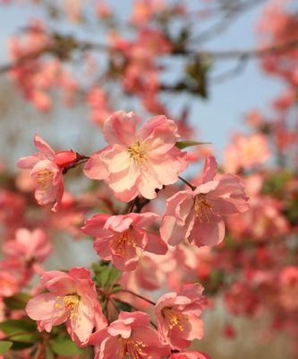 花中的神仙——神仙花（探秘神仙花的生长环境、特点与医疗价值）