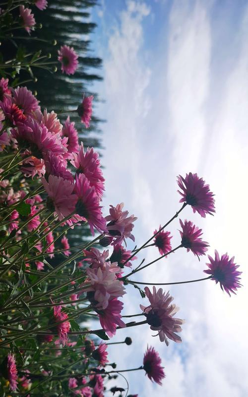 雏菊花的寓意与象征意义（探寻雏菊花的深刻寓意及其在文化和社会中的象征意义）