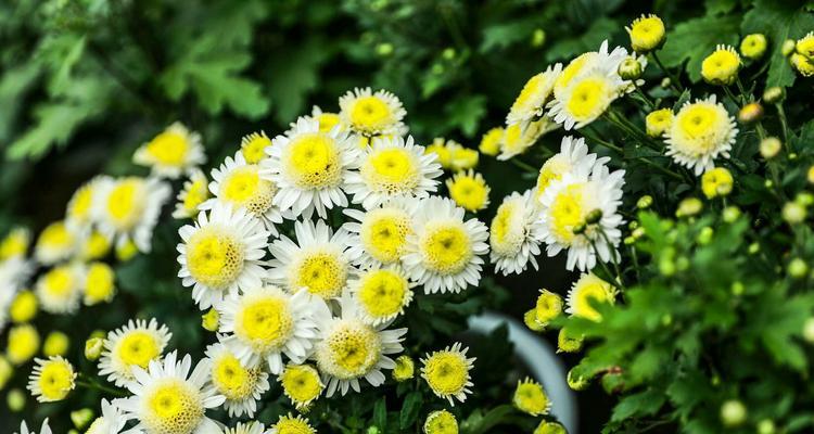 雏菊花语——点缀生活的美好（以花言巧语传递心意）