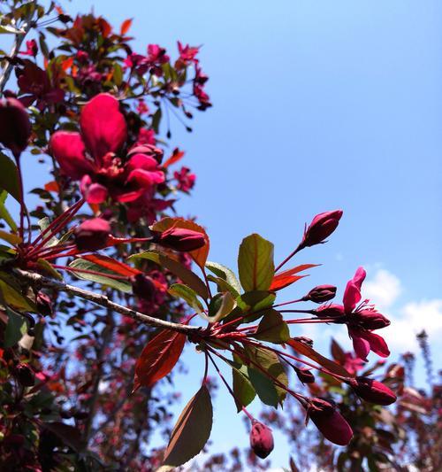 垂丝海棠的花语（垂丝海棠的美丽花朵和深刻寓意，令人陶醉）