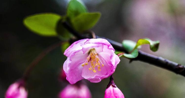 垂丝海棠花语（用垂丝海棠的花语感受生活的美好）