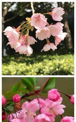 垂丝海棠花语（用垂丝海棠的花语感受生活的美好）