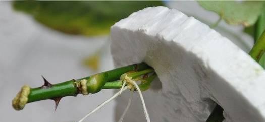 水插法种植桂花生根（如何用水插法种植桂花生根？）