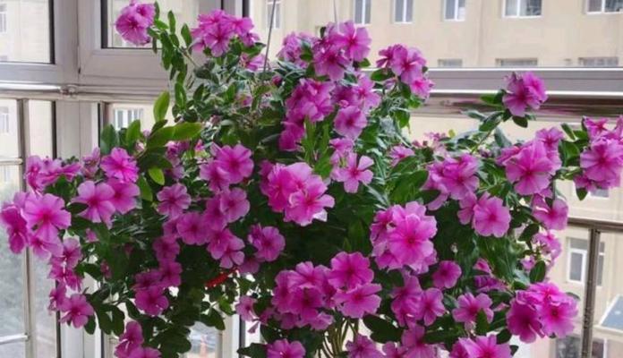 四季常青，常开花——盆栽植物的魅力（一个家庭花园的必备，关注这一个）