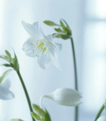 纯白水仙花的花语与意义（揭秘纯白水仙花背后的含义，以及如何传达爱与美）