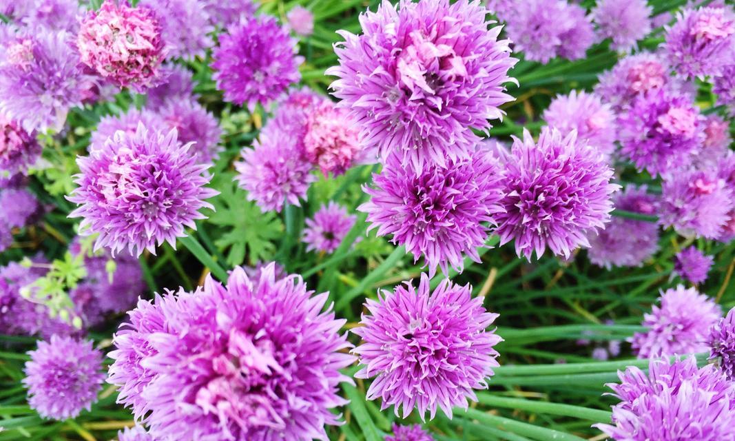 白色翠菊的花语（探寻白色翠菊背后的内涵与象征）