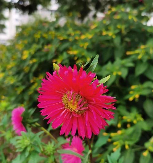 翠菊花语（深入解读翠菊的花语及其象征意义）