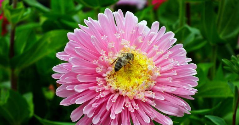 翠菊花语（深入解读翠菊的花语及其象征意义）