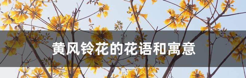 打结花的花语（探索打结花的花语与寓意，深入解读花朵的心声）