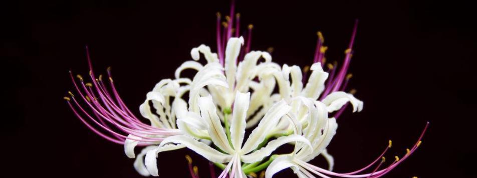 打结花的花语（探索打结花的花语与寓意，深入解读花朵的心声）