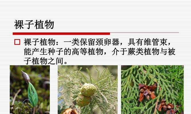 裸子植物的起源与演化（探寻裸子植物的起源历程及其特点）