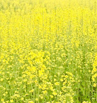 春天的花海（盛开于春天的15种代表花卉与花海）