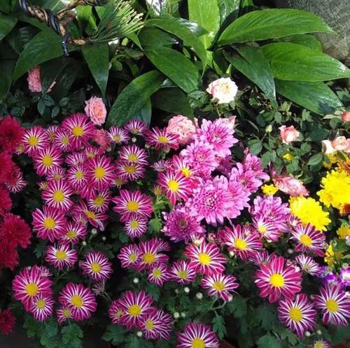 高冷孤傲花之独立风华（探寻代表高冷孤傲的花的魅力与美）