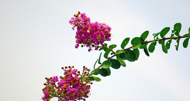 友谊之花（探索友谊之花的世界，感受友谊的温暖）