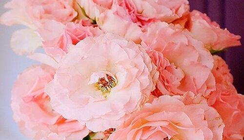 淡粉色玫瑰的花语（表达温柔与爱意的花朵）